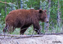 Ursus arctos